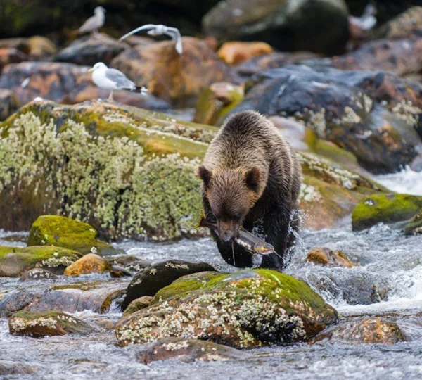 Season of the Bear - Alaskan Bear catching River Salmon