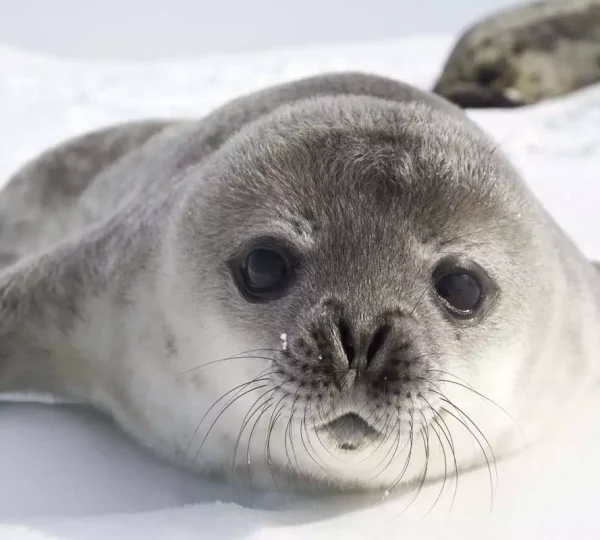 Antarctica Cruise with Silversea