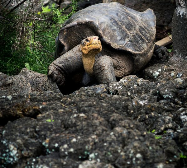 GALAPAGOS ISLANDS Tortus