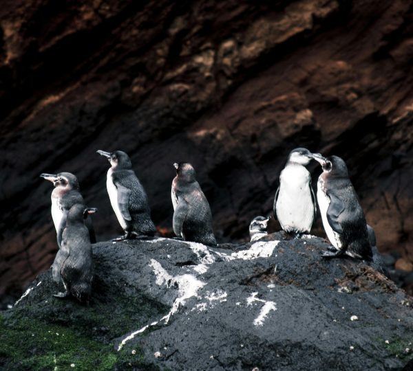 Galapagos Penguins Standing on Rock